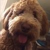 waggy_14